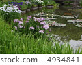 虹膜和睡蓮蓮花 4934841