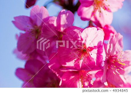 Yokohama Scarlet Cherry 4934845