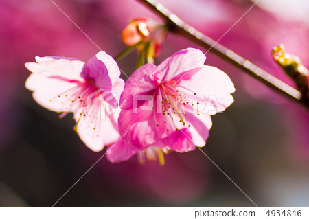 橫濱猩紅櫻桃 4934846