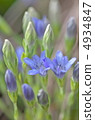 Tateyama Lindou Tateyama Gentian 4934847
