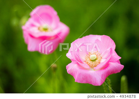 Pink-colored Charlay Poppy 4934878