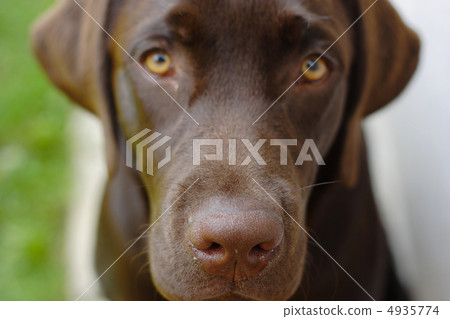 Labrador 4935774