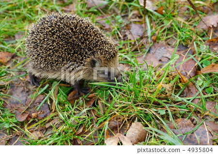 hedgehog 4935804
