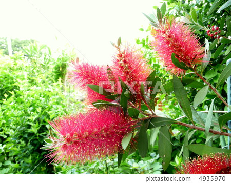 Gold flower tree flower in full bloom (brush tree) 4935970