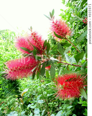 盛開的金花樹花（刷樹） 4935971