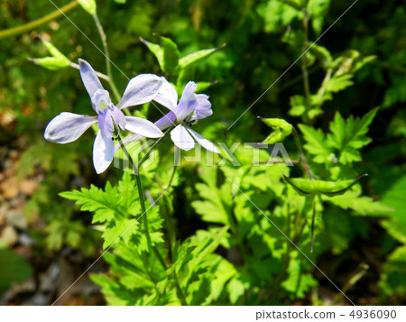 Seri babuinensou (Seriba Hayanosuke) 4936090