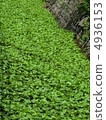 Wasabi field 4936153