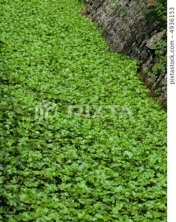 Wasabi field Wasabi field 4936153