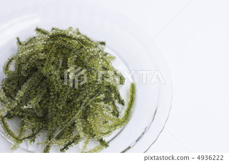    海洋葡萄 4936222