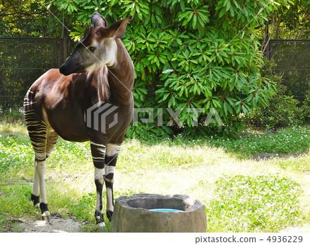 Okapi 3 Okapi 3 4936229