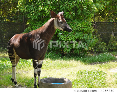 Okapi 4 Okapi 4 4936230