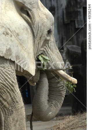 African elephant African elephant 4936244