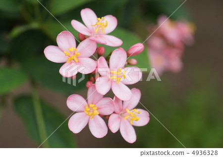 Nanoyo Zakura 4936328