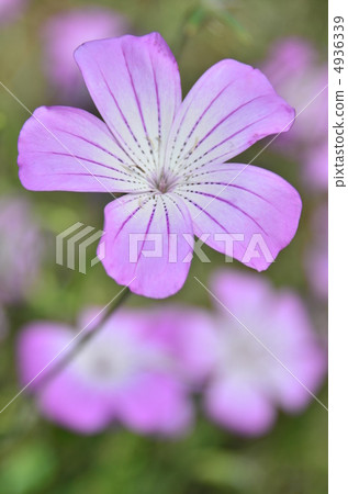 小麥黃瓜 4936339