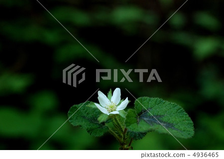 Kobanofuyuichigo 4936465