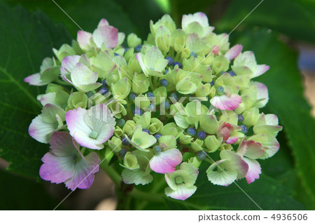 Hydrangea Hydrangea 4936506