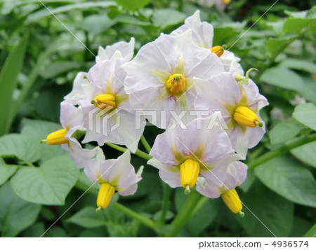 馬鈴薯花 4936574