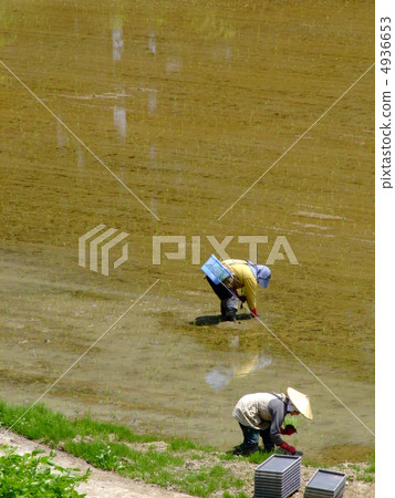 Rice planting 4936653