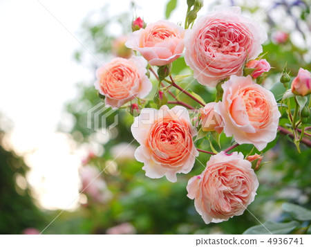 杏子和桃紅色可愛的流蘇玫瑰 4936741