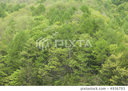 Fresh green forest Fresh green forest 4936783