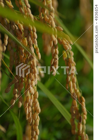 Rice field 4936854