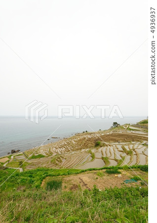 水稻梯田 4936937