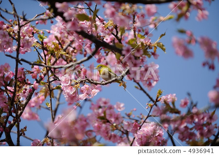 河津櫻花 4936941