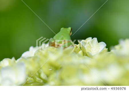 Kangael Kangael 4936976