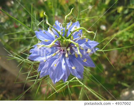 A rare flower? 4937002