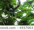 papaya 4937063