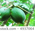 papaya 4937064