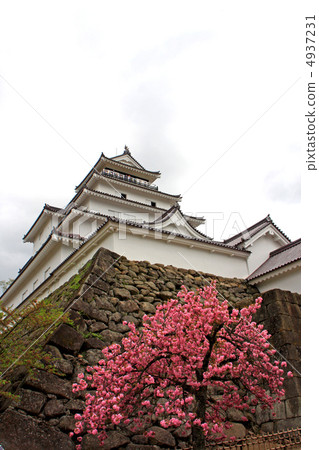 Yaezakura and Tsuruga castle 4937231