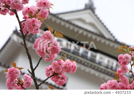 Yaezakura and Tsuruga castle 4937233
