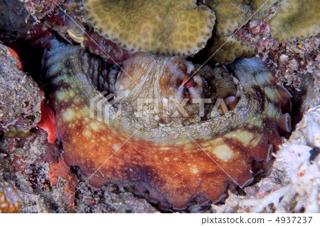 Wormong dako hiding behind Wormong dako hiding behind 4937237