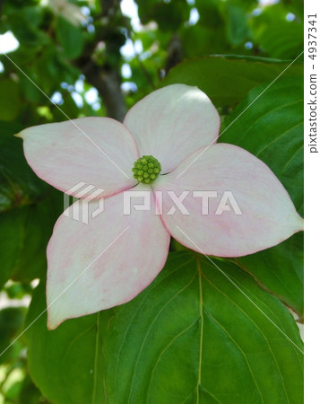 Pokeweed flower 4937341