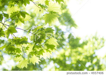 Shimaya Kaede的新鮮綠色 Shimaya Kaede的新鮮綠色 4937406