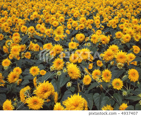 Yae向日葵領域 Yae向日葵領域 4937407