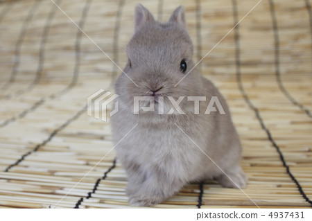 Baby rabbit in Netherland dwarves Baby rabbit in Netherland dwarves 4937431