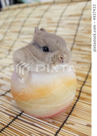 在荷蘭矮人的小兔子 4937433