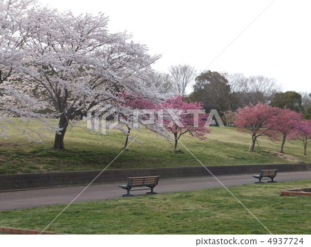 Children's Cherry tree Children's Cherry tree 4937724