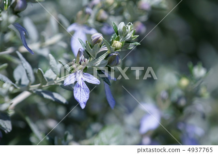 It is a flower like a tree butterfly like a small butterfly. 4937765