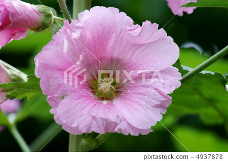 Tachiyo It is a big wheel of pink. Tachiyo It is a big wheel of pink. 4937878