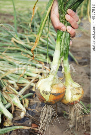 收穫洋蔥 收穫洋蔥 4937918