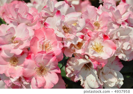 Rose Hana Kasumi Rose Hana Kasumi 4937958