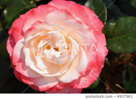 Rose nostalgy Rose nostalgy 4937961