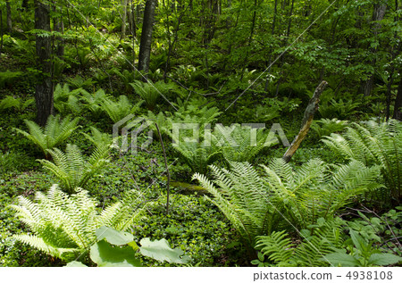 Fern forest 4938108