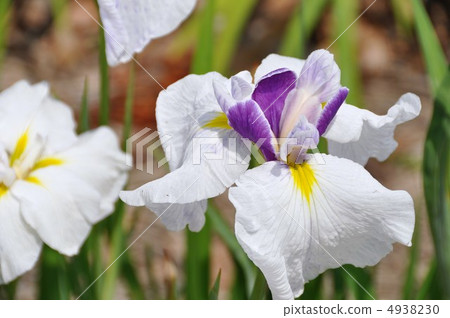 Hana shawab Hana shawab 4938230