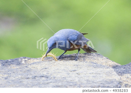 Isohiodori male 4938283