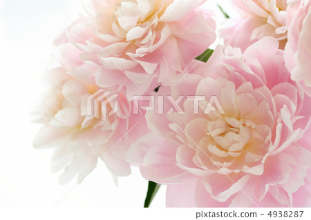 Peony 4938287