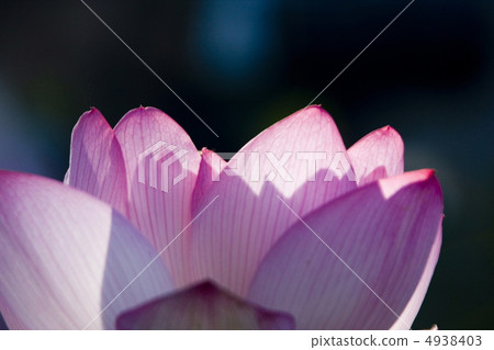 Lotus flower  4938403